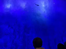 アクアワールド茨城県大洗水族館に投稿された画像（2026/7/8）