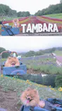 たんばらラベンダーパークに投稿された画像（2026/7/9）