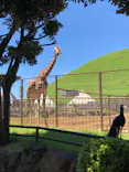 伊豆シャボテン動物公園に投稿された画像（2026/7/9）