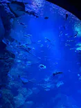 京都水族館に投稿された画像（2026/7/9）