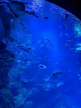 京都水族館に投稿された画像（2026/7/9）