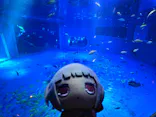 のとじま水族館に投稿された画像（2026/7/9）
