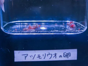 幼魚水族館に投稿された画像（2026/7/9）