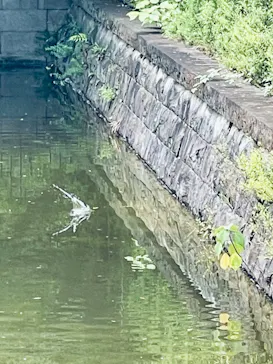 江戸東京たてもの園に投稿された画像（2026/7/9）