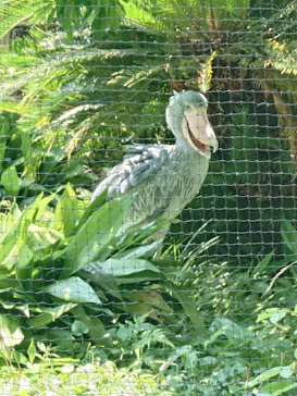 恩賜上野動物園に投稿された画像（2026/7/9）