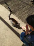 東武動物公園に投稿された画像（2026/7/9）