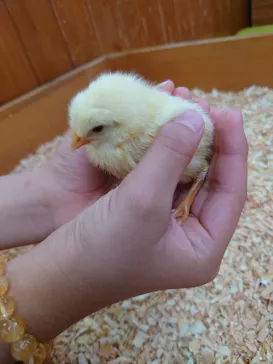 東武動物公園に投稿された画像（2026/7/9）