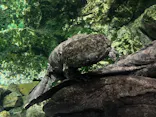 京都水族館に投稿された画像（2026/7/9）