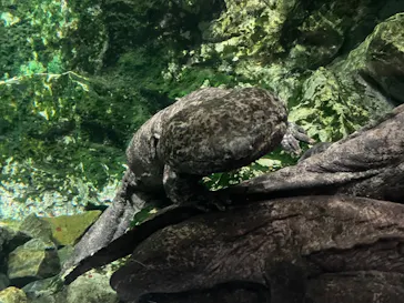 京都水族館に投稿された画像（2026/7/9）