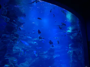 京都水族館に投稿された画像（2026/7/9）