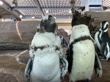 京都水族館に投稿された画像（2026/7/9）