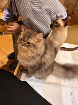 猫カフェモカ　新宿店に投稿された画像（2026/7/9）