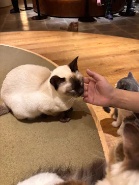 猫カフェモカ　新宿店に投稿された画像（2026/7/9）