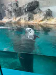 大分マリーンパレス水族館 「うみたまご」に投稿された画像（2026/7/10）