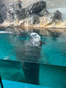 大分マリーンパレス水族館 「うみたまご」に投稿された画像（2026/7/9）
