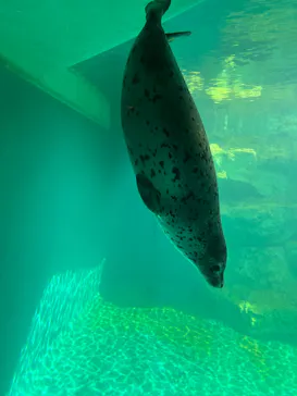 大分マリーンパレス水族館 「うみたまご」に投稿された画像（2026/7/9）