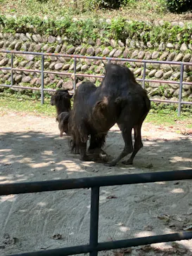 広島市安佐動物公園に投稿された画像（2026/7/10）