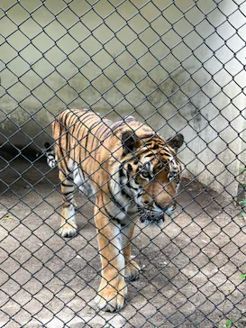 広島市安佐動物公園に投稿された画像（2026/7/10）