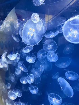 葛西臨海水族園に投稿された画像（2026/7/10）