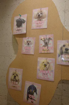 いぬカフェRio 浅草店に投稿された画像（2026/7/10）