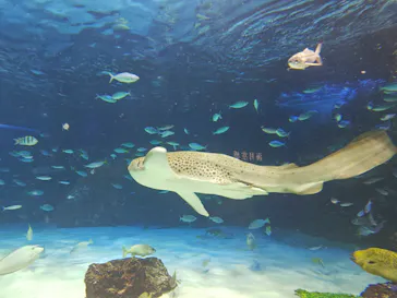 サンシャイン水族館に投稿された画像（2026/7/10）