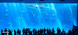 沖縄美ら海水族館に投稿された画像（2026/7/10）