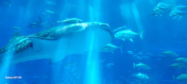 沖縄美ら海水族館に投稿された画像（2026/7/10）