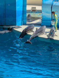 新江ノ島水族館に投稿された画像（2026/7/10）