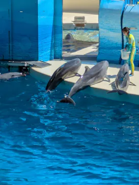 新江ノ島水族館に投稿された画像（2026/7/10）