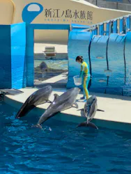 新江ノ島水族館に投稿された画像（2026/7/10）