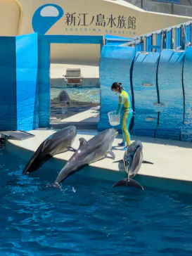 新江ノ島水族館に投稿された画像（2026/7/10）