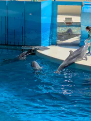 新江ノ島水族館に投稿された画像（2026/7/10）