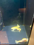 横浜開運水族館 フォーチュンアクアリウムに投稿された画像（2026/7/10）