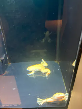 横浜開運水族館 フォーチュンアクアリウムに投稿された画像（2026/7/10）