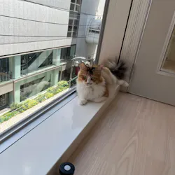 Cat Café MOFF 名古屋PARCO店に投稿された画像（2026/7/10）