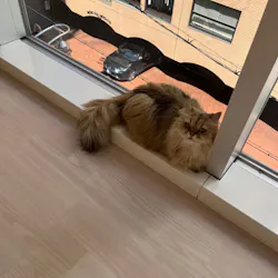 Cat Café MOFF 名古屋PARCO店に投稿された画像（2026/7/10）