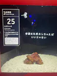 横浜開運水族館 フォーチュンアクアリウムに投稿された画像（2026/7/10）