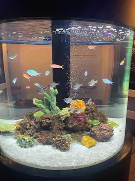 横浜開運水族館 フォーチュンアクアリウムに投稿された画像（2026/7/10）