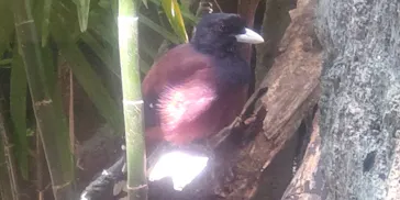 恩賜上野動物園に投稿された画像（2026/7/10）