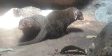 恩賜上野動物園に投稿された画像（2026/7/10）