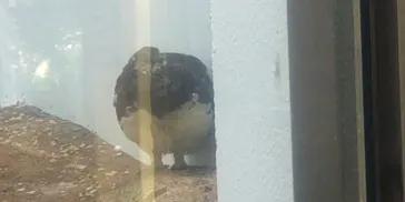 恩賜上野動物園に投稿された画像（2026/7/10）