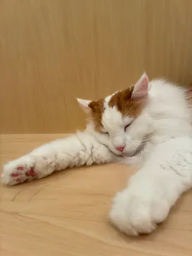 Cat Café MOFF グランベリーパーク店に投稿された画像（2026/7/10）