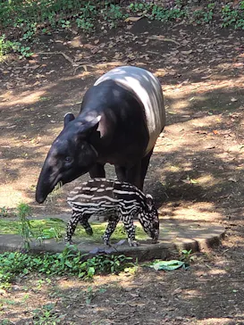 千葉市動物公園に投稿された画像（2026/7/10）