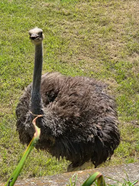 千葉市動物公園に投稿された画像（2026/7/10）