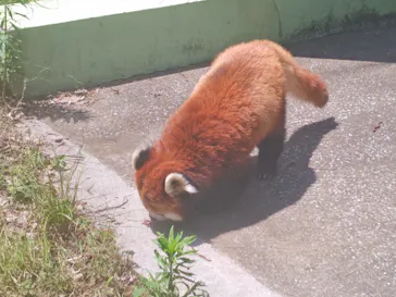 千葉市動物公園に投稿された画像（2026/7/11）