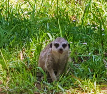 千葉市動物公園に投稿された画像（2026/7/11）