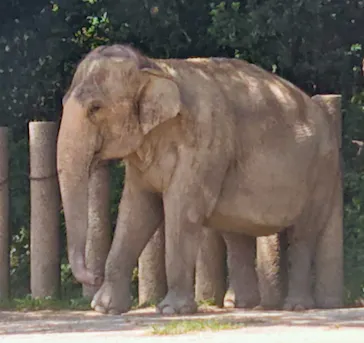 千葉市動物公園に投稿された画像（2026/7/11）