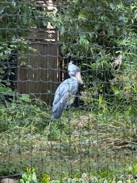 恩賜上野動物園に投稿された画像（2026/7/11）