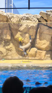 島根県立 しまね海洋館に投稿された画像（2026/7/11）