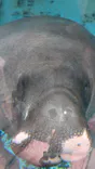 熱川バナナワニ園に投稿された画像（2026/7/11）